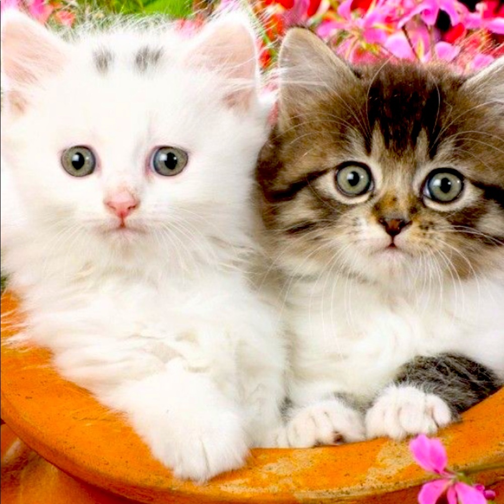 Meet your Posher, Sheri